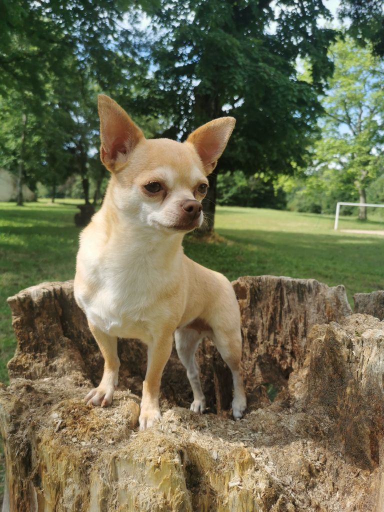 Les Chihuahua de l'affixe De L'Etoile Rose'a Palmira