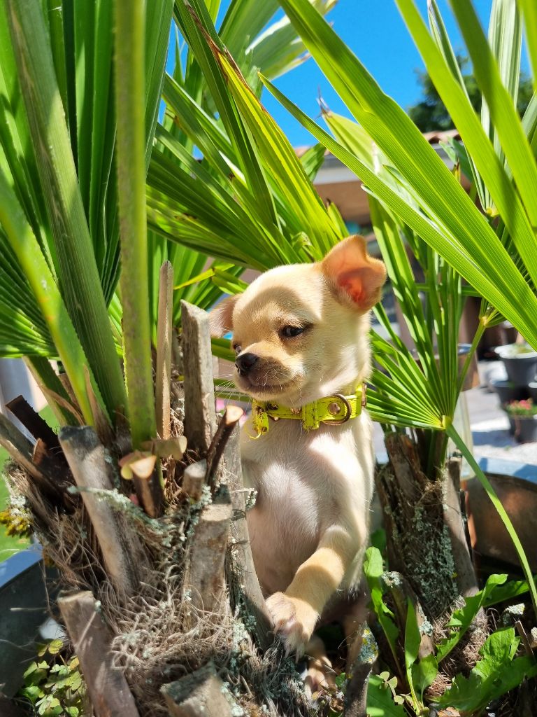 chiot Chihuahua De L'Etoile Rose'a Palmira