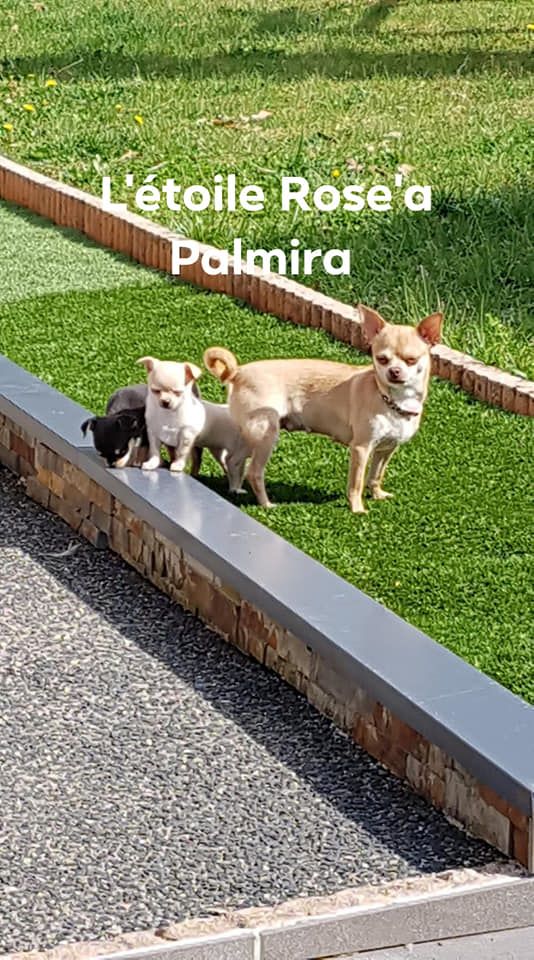 De L'Etoile Rose'a Palmira - Chihuahua - Portée née le 13/02/2019