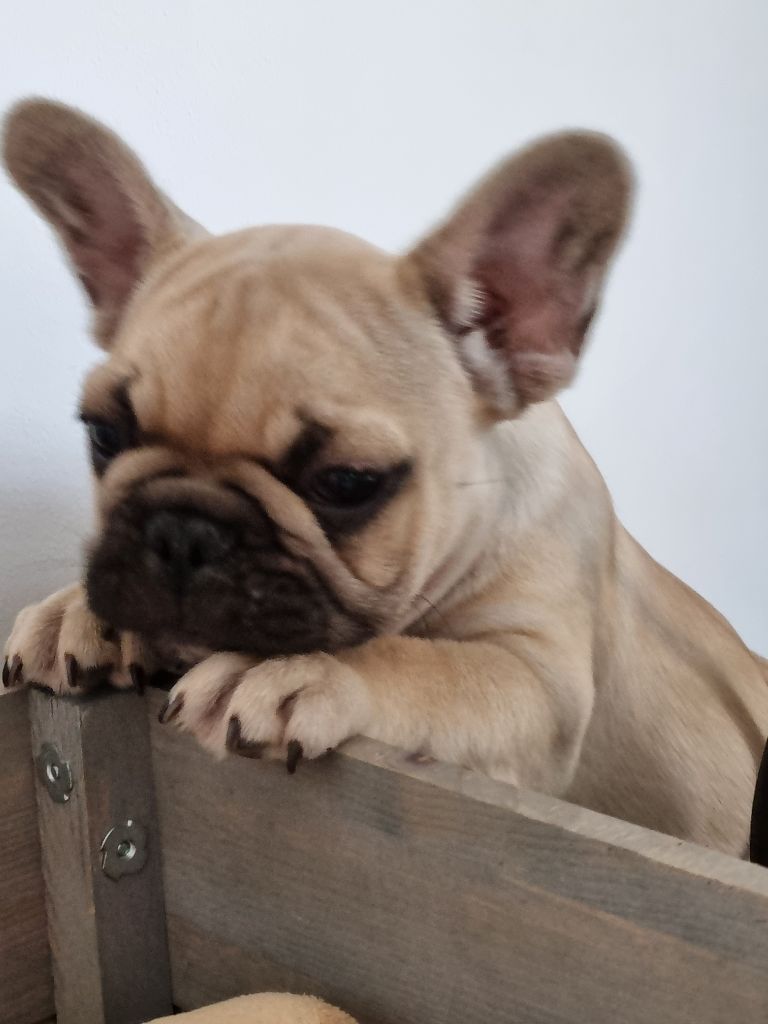 chiot Bouledogue français De L'Etoile Rose'a Palmira